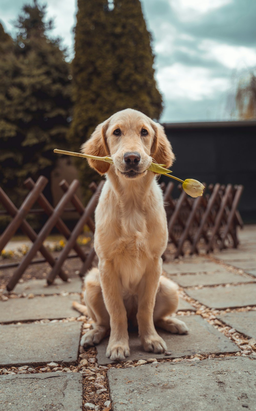 A happy dog enjoying the outdoors